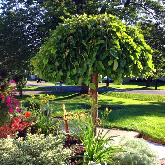 Mulberry Tree
