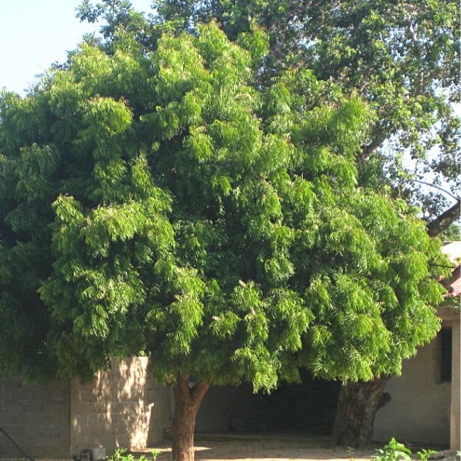 Neem Tree