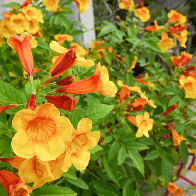 Orange Jubilee Tecoma