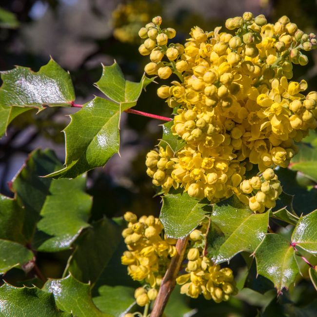 Oregon Grape Holly Shrub