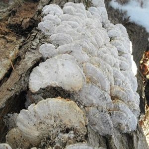 Oxyporus Latemarginatus. e1668441693445