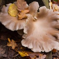 Pleurotus Ostreatus - Oyster Mushroom