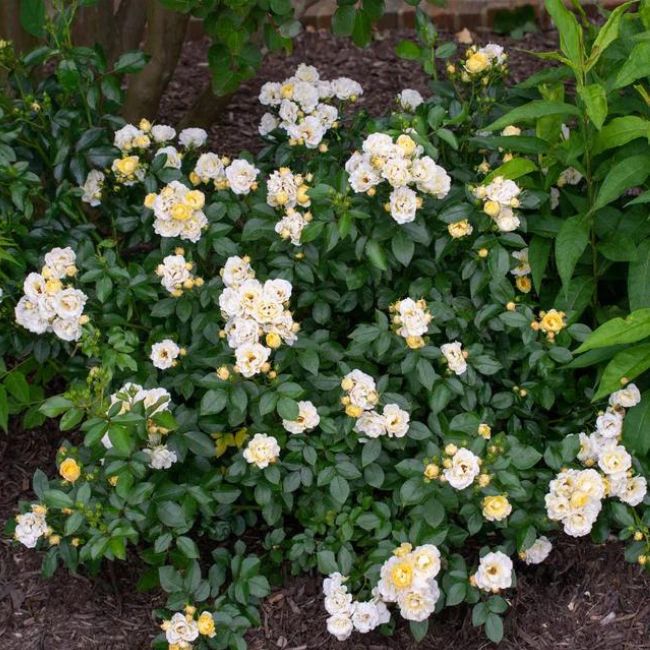 Popcorn Drift® Rose