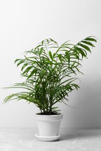 Ravenea rivularis Majest Palm