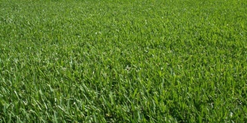 Saint Augustine sapphire