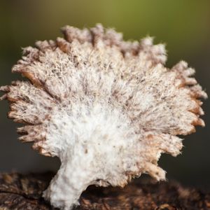 Schizophyllum Commune - Split Gill Fungus