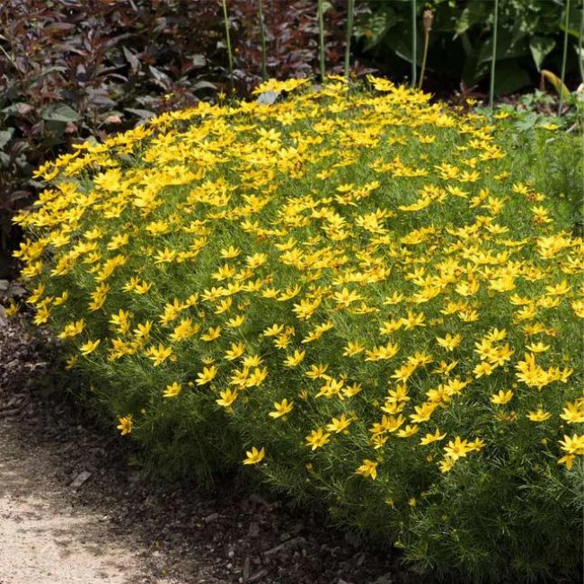 Threadleaf Coreopsis