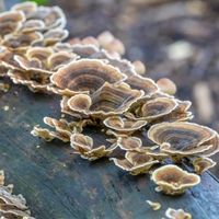 Trametes Versicolor - Turkey Tail White Tree Fungus