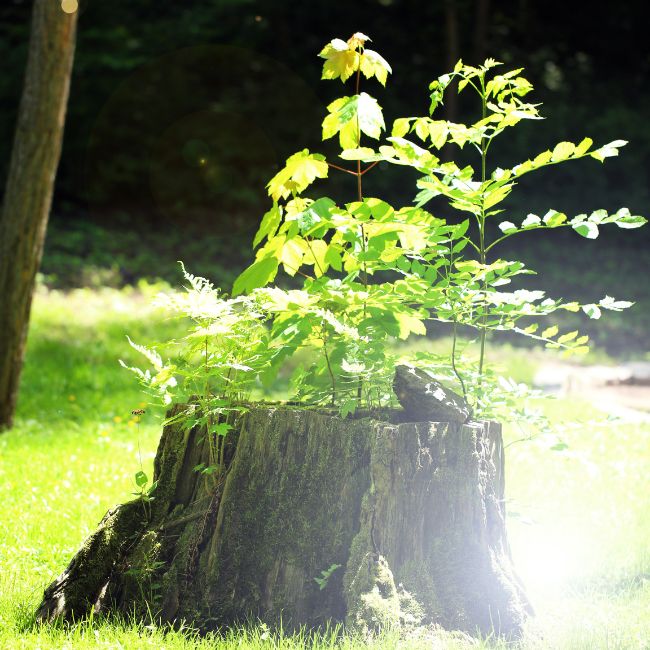 Tree stump planting feature