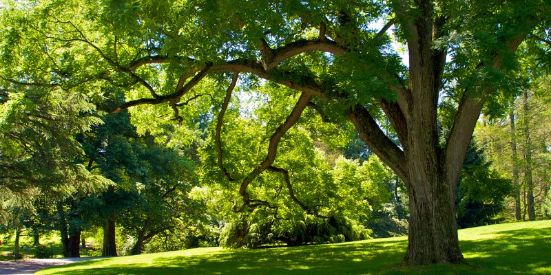 trees for shaded areas