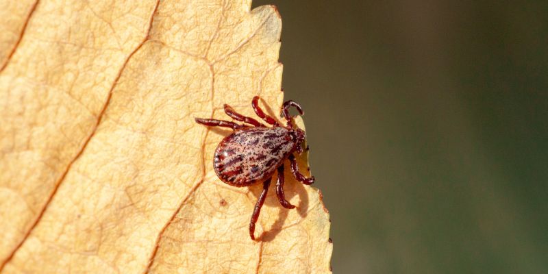 How to Get Rid of Chiggers