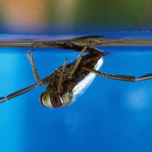 water boatman Water Bugs In Your Pool