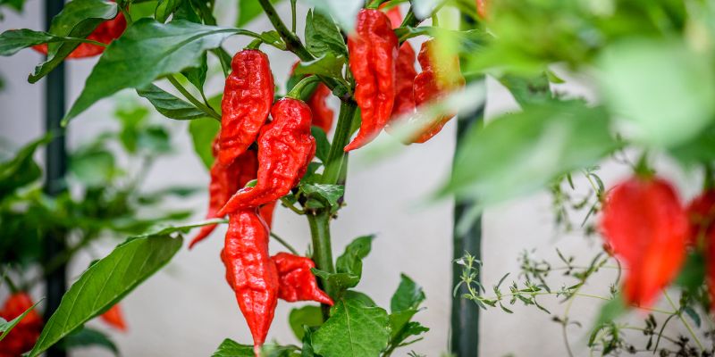When To Pick Ghost Peppers