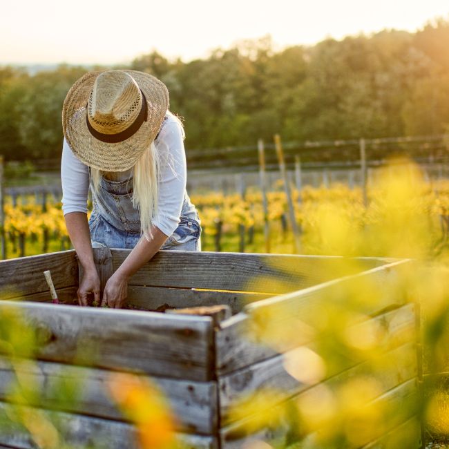 bury tree stumps in raised bed