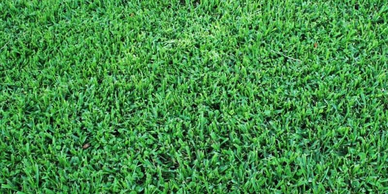 St. Augustine Delmar grass