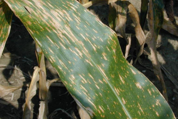 gray leaf spot