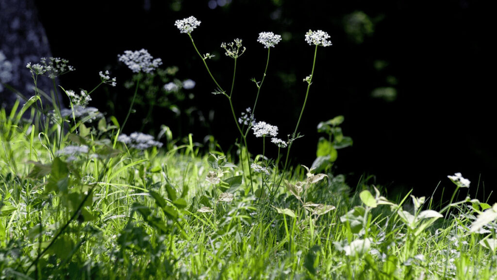 keep weeds out of flower beds