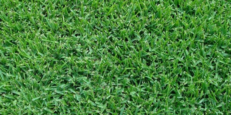 palmetto st augustine grass