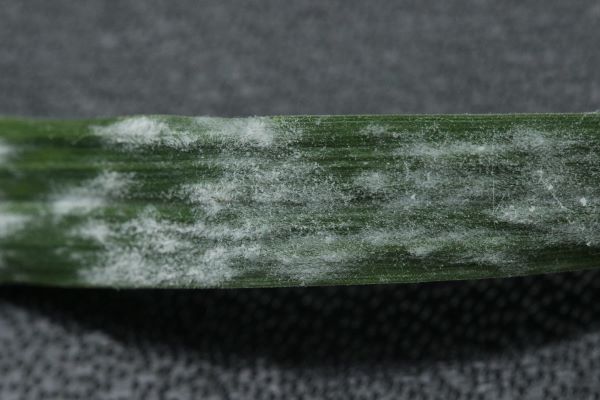 powdery mildew on grass.