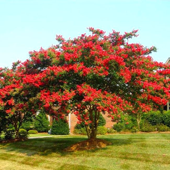 Arapaho Crape Myrtle