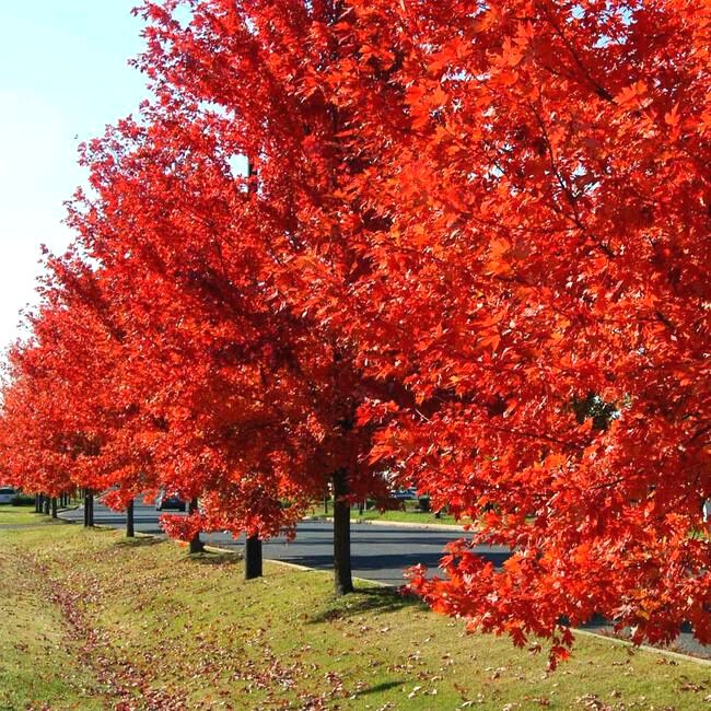 Autumn Blaze Red Maple Tree