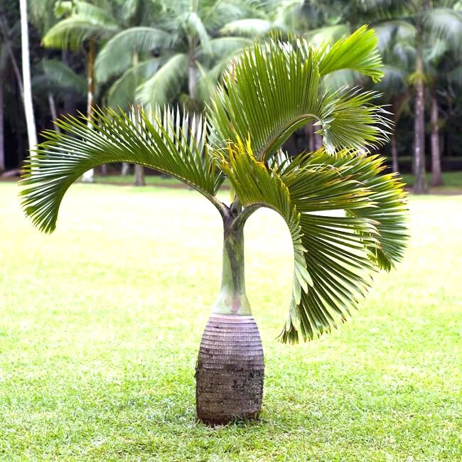 Bottle Palm Tree