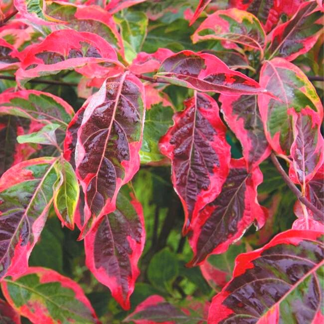 Celestial Shadow Dogwood