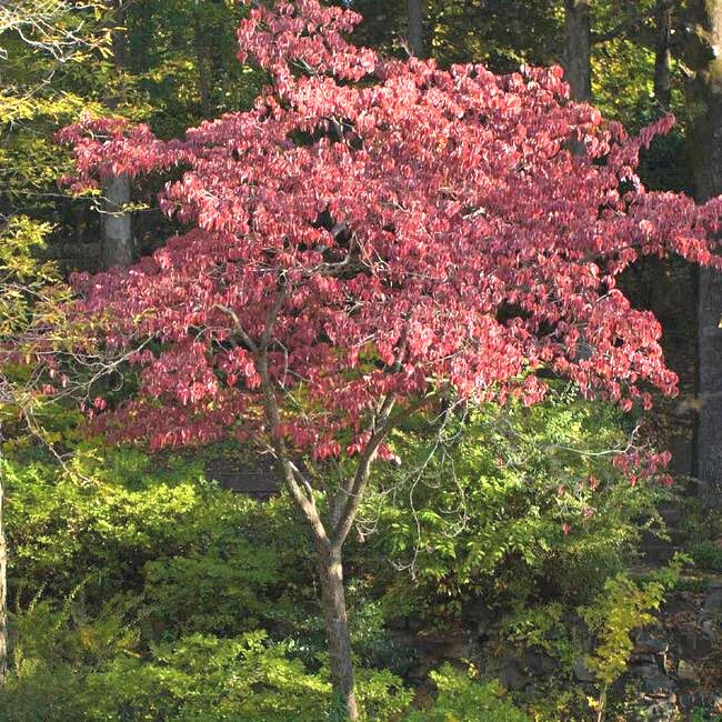 Cherokee Brave Dogwood