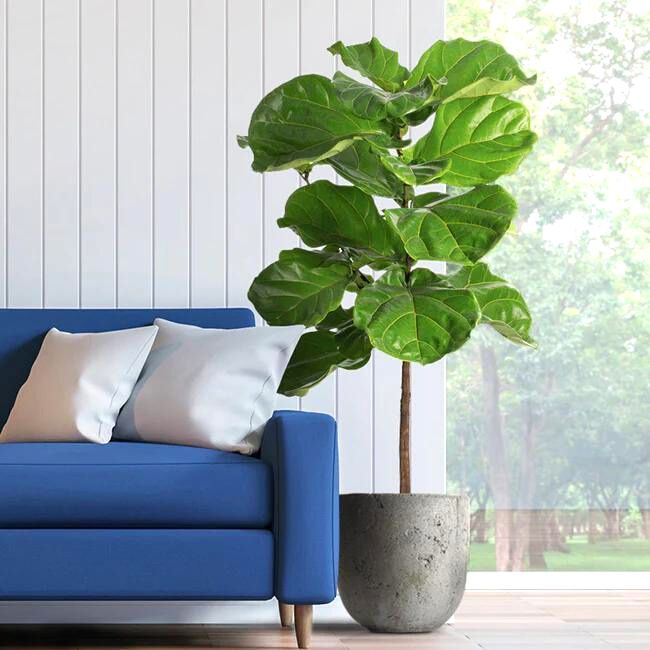 Fiddle-Leaf Fig Tree