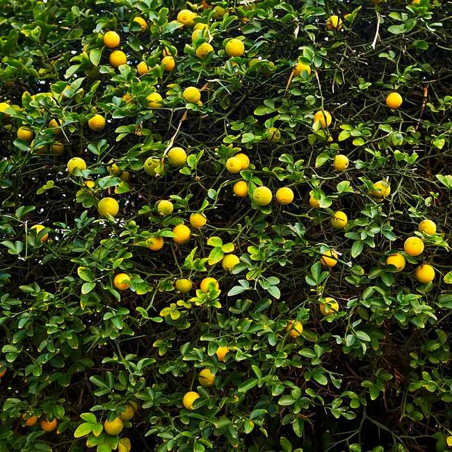 Hardy Orange Tree 'Flying Dragon'