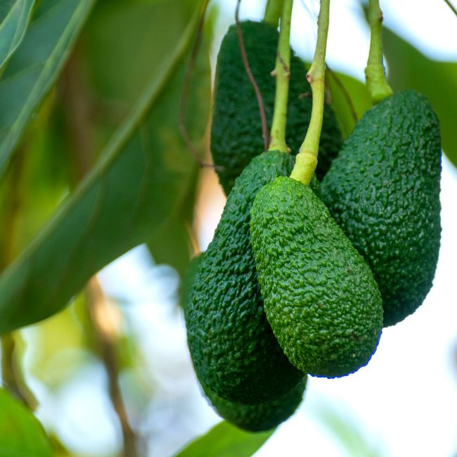 Hass Avocado Tree
