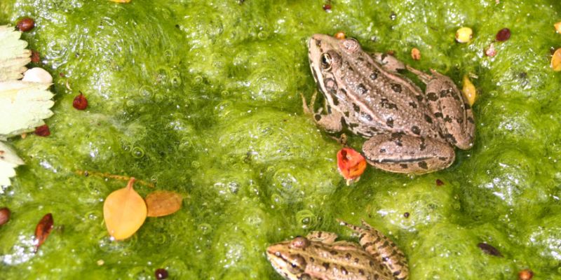 How to Get Rid of Frogs Naturally