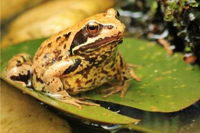 How to Get Rid of Frogs in yard