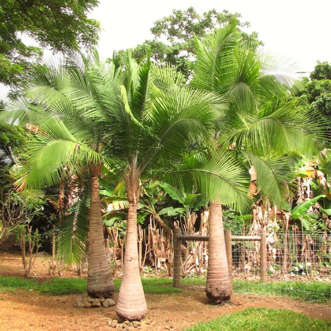 Majesty Palm Tree