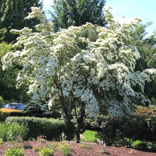 Milky Way Chinese Dogwood Tree