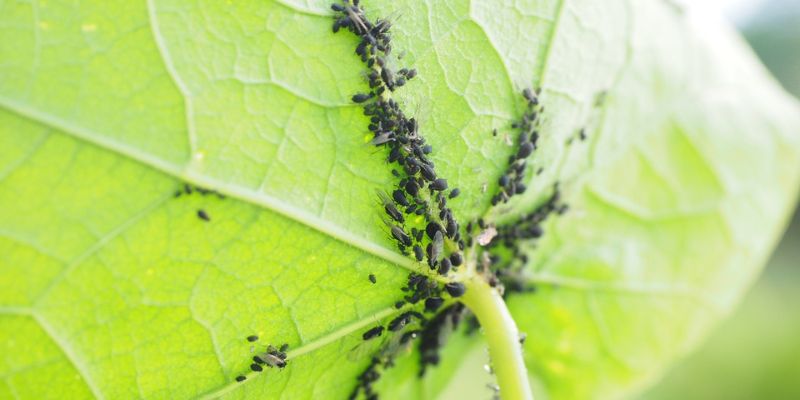 pests Green Bean Leaves Are Turning Yellow