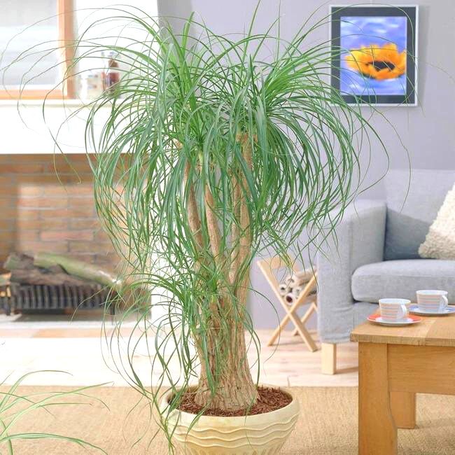 Ponytail Palm