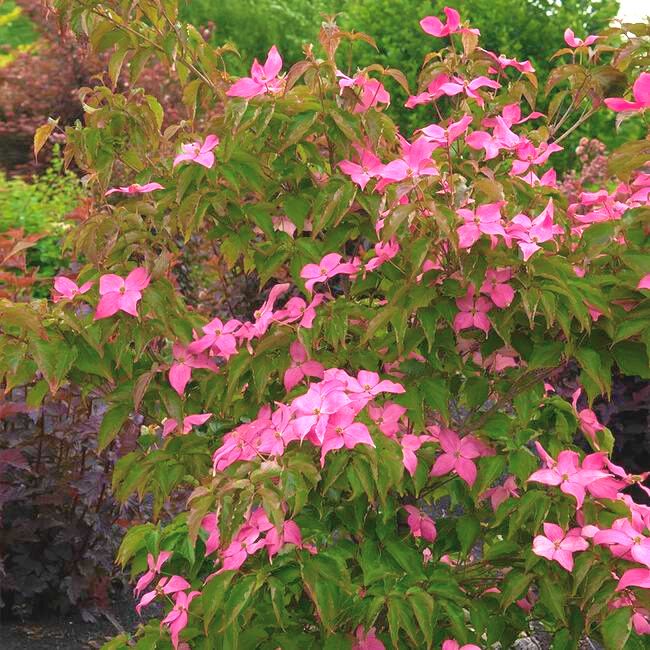 Scarlet Fire® Dogwood Tree