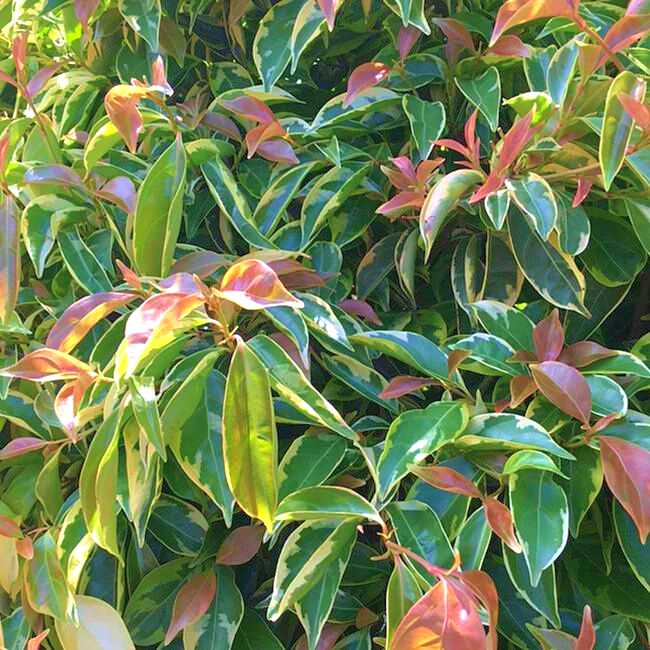 Summer Splash™ Dogwood Tree