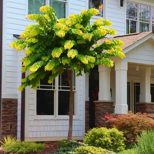The Rising Sun™ Eastern Redbud Tree
