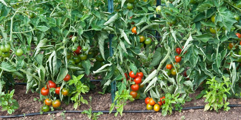 The effects of over fertilizing