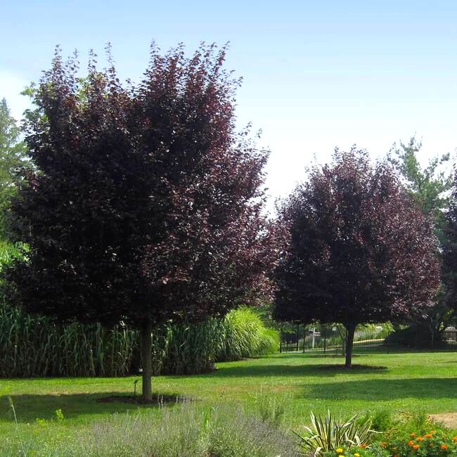 Thundercloud Plum Tree