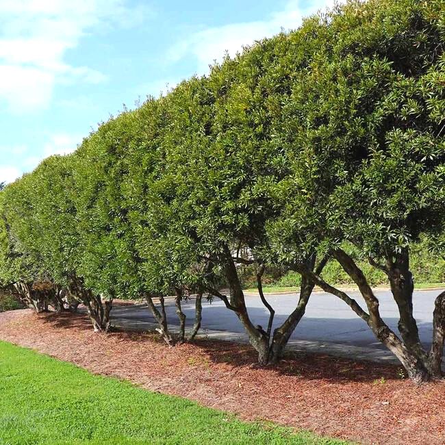 Wax Myrtle Tree
