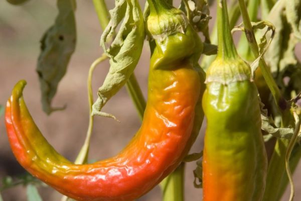 When To Pick Anaheim Peppers.