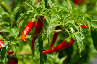When to Pick Cayenne Peppers