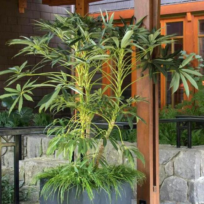 Winged Phoenix™ Hardy Schefflera