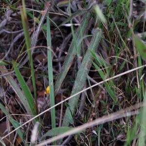 black slime mold on grass.