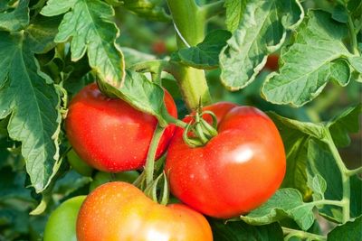 how long do tomato plants live