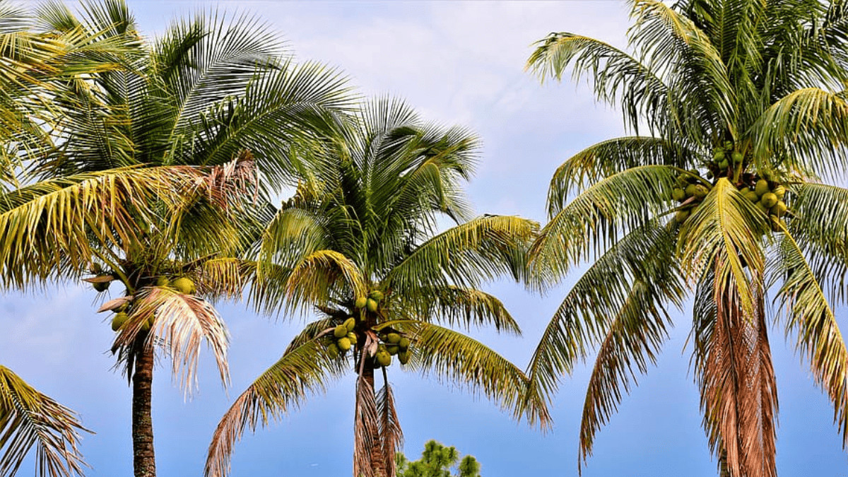 how to kill palm trees