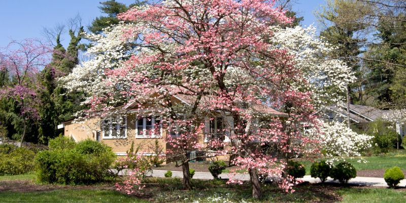 pink dogwood trees